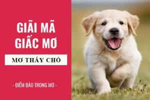 Phân tích Giấc mơ thấy chó theo hành động của chúng